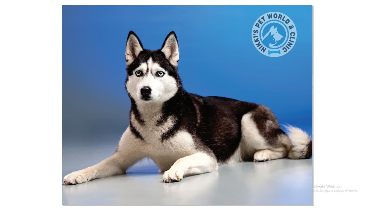 Best pet store in India with top brands of pet supplies.